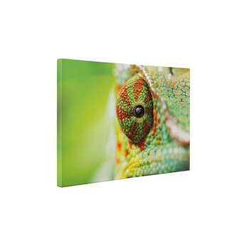 Ochii cameleonului - Tablou Canvas - 25x35 cm Ochii cameleonului - Tablou Canvas - 25x35 cm