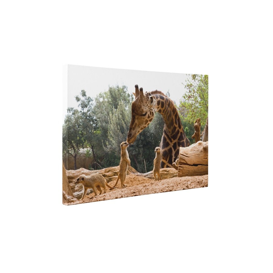Gradina zoologica - Tablou Canvas - 45x60 cm