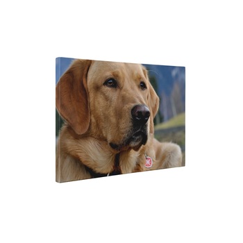 Labrador - Tablou Canvas - 60x75 cm Labrador - Tablou Canvas - 60x75 cm