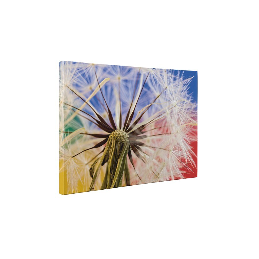 Papadie colorata - Tablou Canvas - 60x80 cm