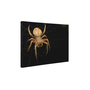 Paianjen - Tablou Canvas - 30x40 cm Paianjen - Tablou Canvas - 30x40 cm