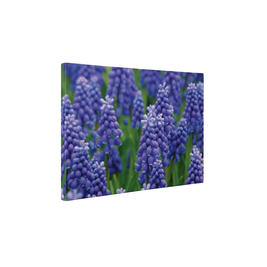 Muscari armeniacum - Tablou Canvas - 60x80 cm