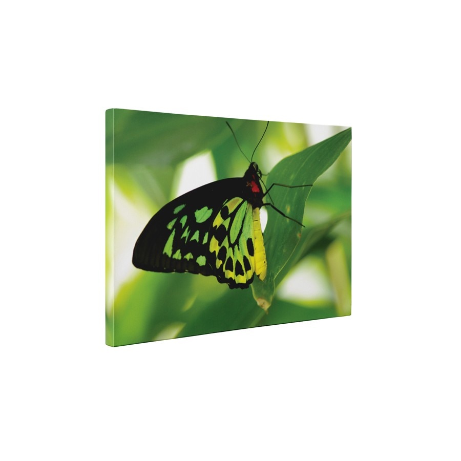 Fluture verde - Tablou Canvas - 45x60 cm