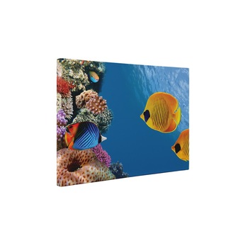 Lumea marina - Tablou Canvas - 60x80 cm Lumea marina - Tablou Canvas - 60x80 cm