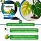 Fier pentru Plante Chelatat – Actiune rapida impotriva clorozei si ingalbenirii, ideal pentru legume, plante ornamentale si pomi fructiferi