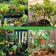 Fier pentru Plante Chelatat – Actiune rapida impotriva clorozei si ingalbenirii, ideal pentru legume, plante ornamentale si pomi fructiferi