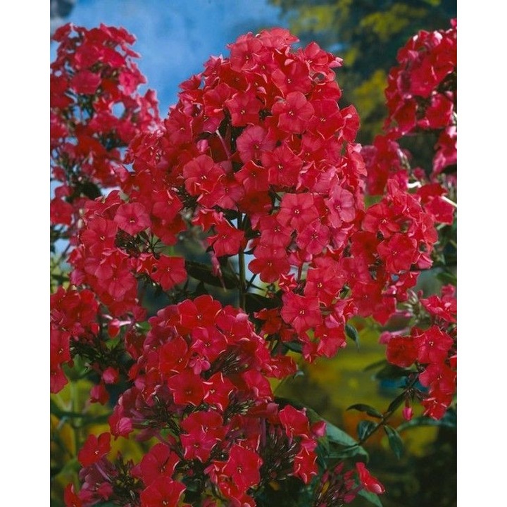 Planta perena Phlox paniculata Star Fire, flori rosu cerise, 70-80 cm, 1 radacina nuda