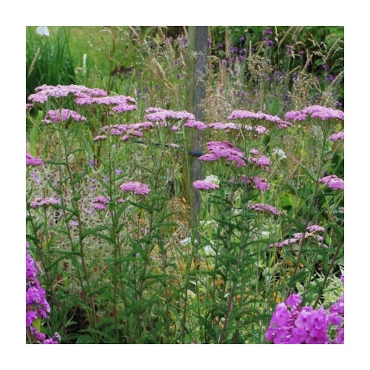 Achillea millefolium 'Lilac Beauty', set 5 rădăcini, flori lavandă, 60cm