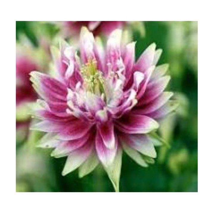 Aquilegia Nora Barlow, pachet 5 radacini nude, flori roz cu varfuri albe, inaltime 75cm, diametru 40-50cm