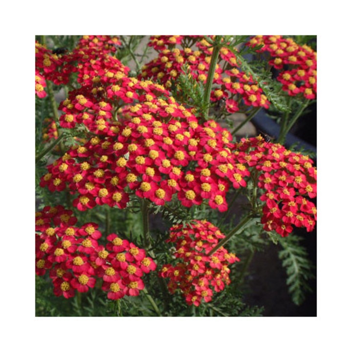 Achillea millefolium 'Paprika', Coada soricelului, pachet 5 radacini nude, flori rosii, inaltime 60cm