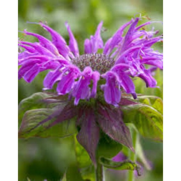 Monarda Prarienacht, planta perena parfumata, flori mov-roz, 5 radacini nuda