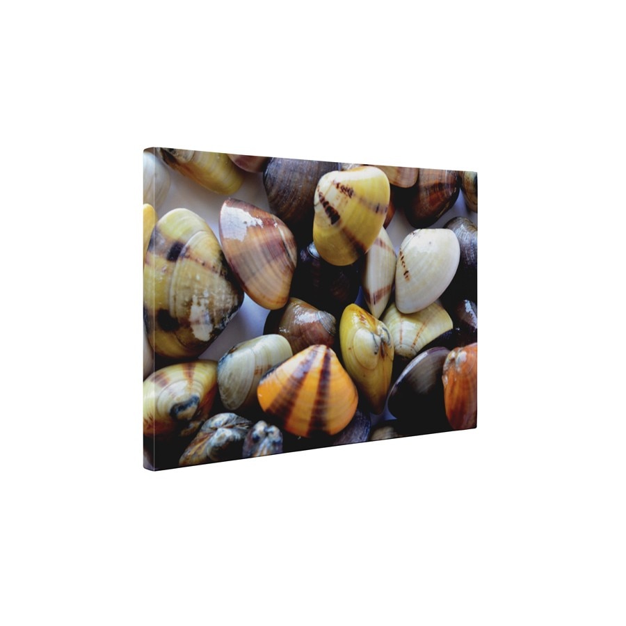 Scoici colorate - Tablou Canvas - 25x35 cm