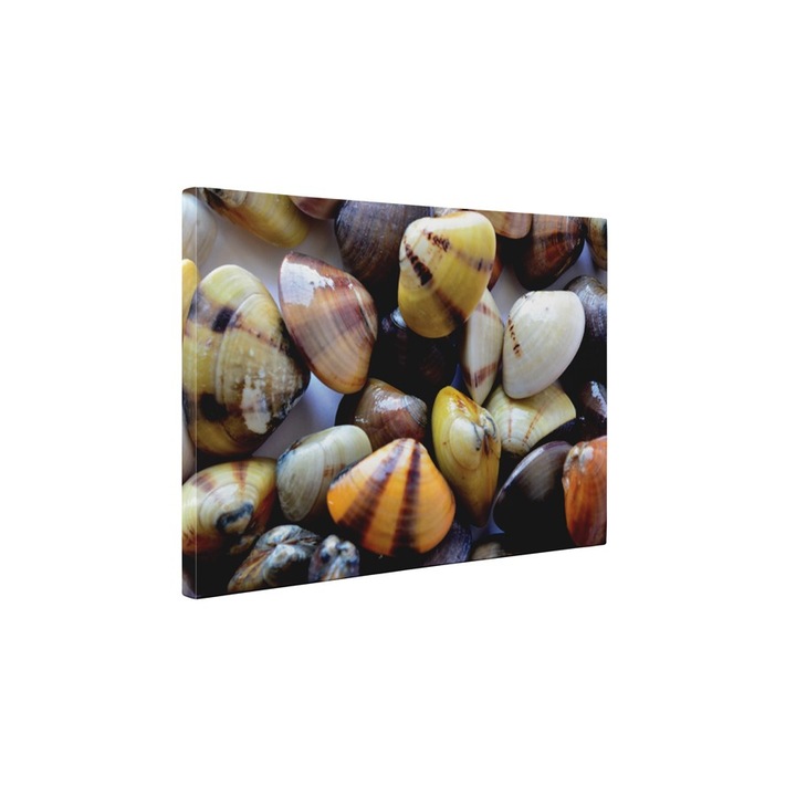 Scoici colorate - Tablou Canvas - 45x60 cm