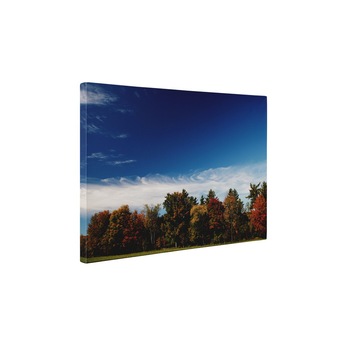 Padure - Tablou Canvas - 50x65 cm Padure - Tablou Canvas - 50x65 cm