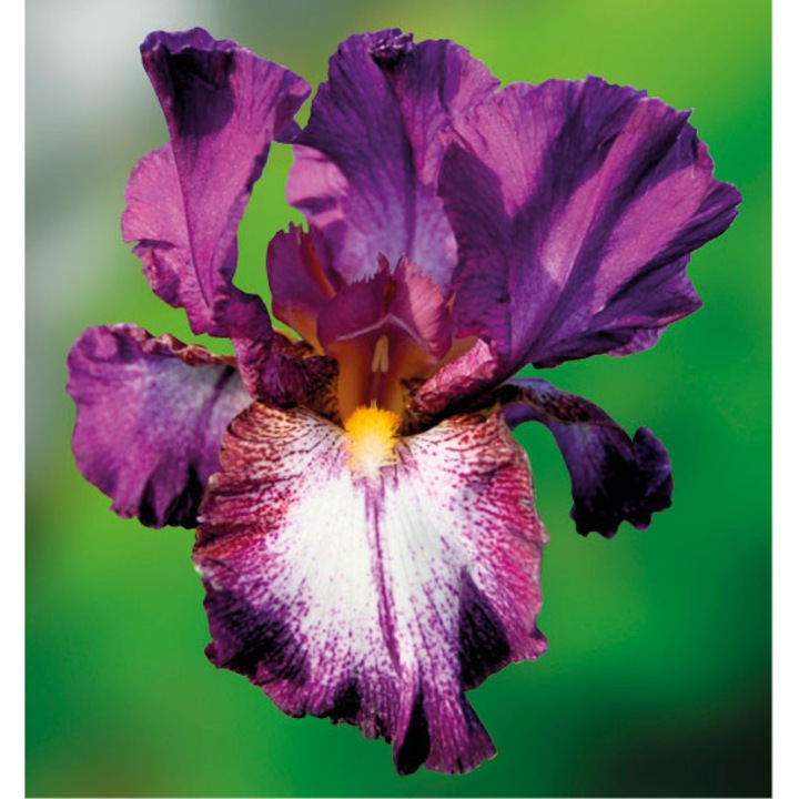 Iris Germanica Autumn Encore - 1 rizom