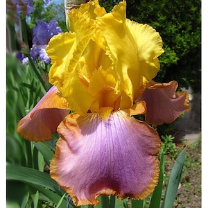 Bulbi, seminte si rasaduri