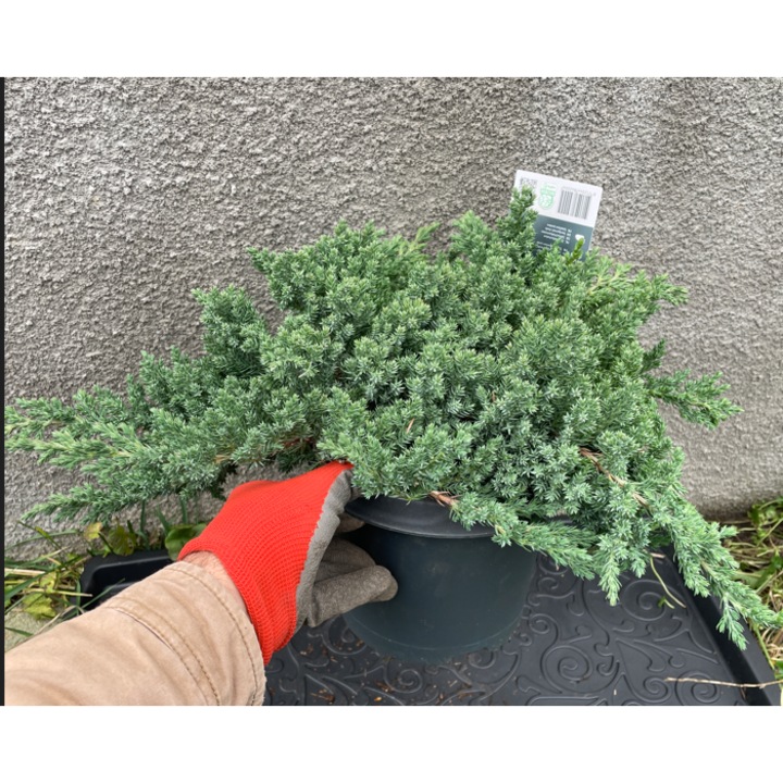 Juniperus procumbens 'Nana'