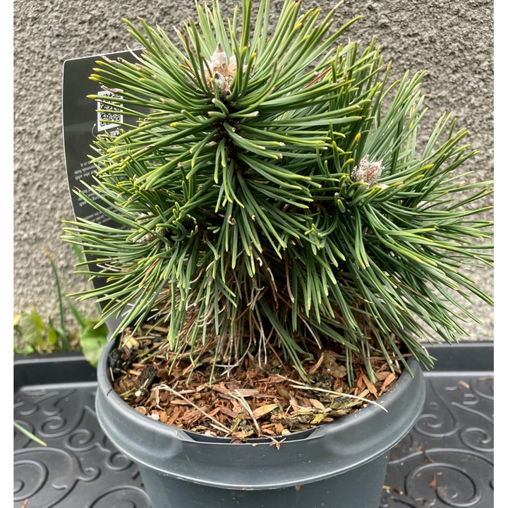 Pinus mugo 'Green Pearl' - 20 cm