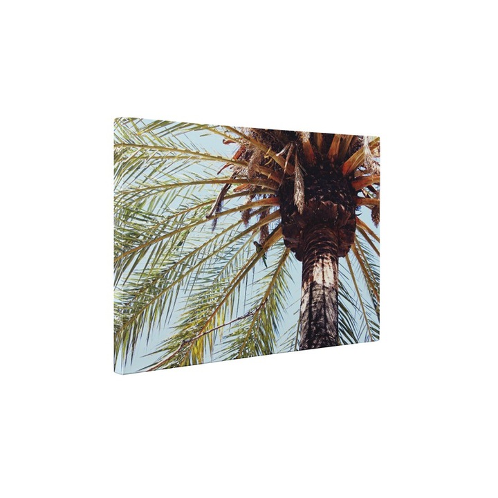 Palmier - Tablou Canvas - 50x65 cm