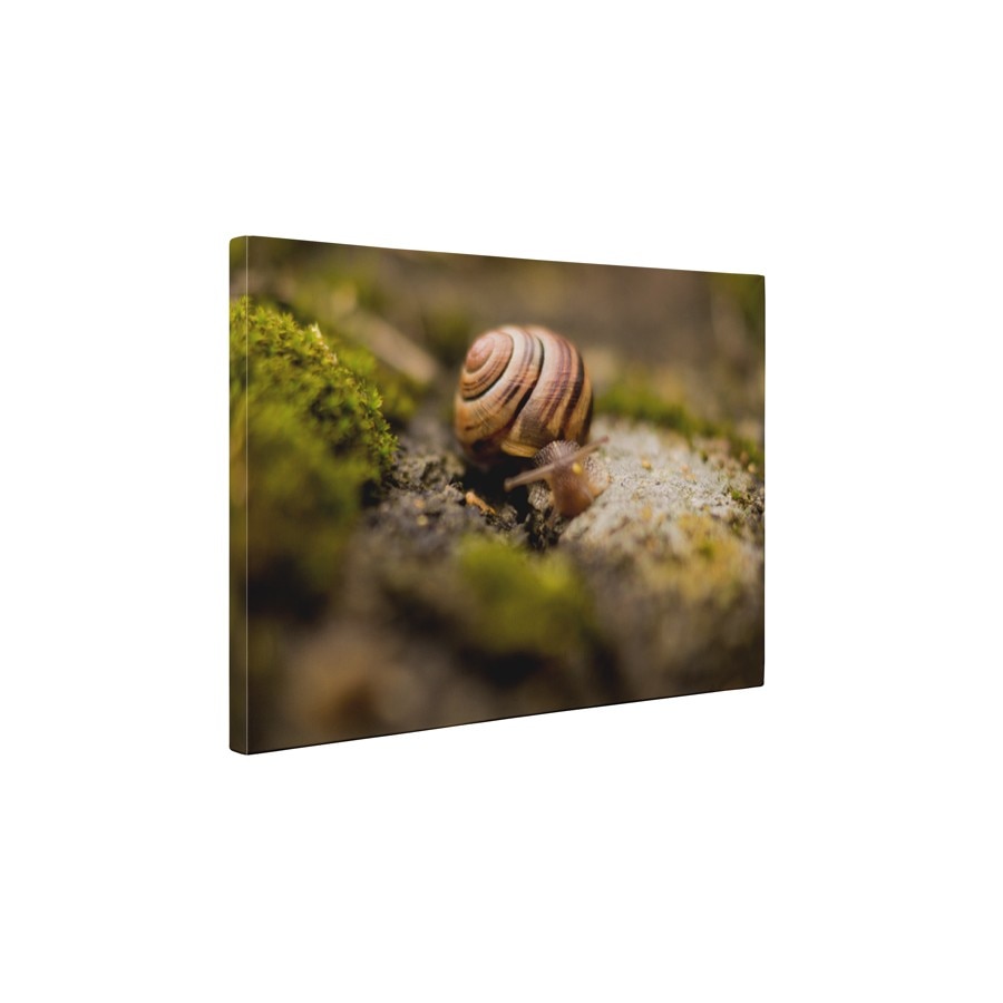 Melcul - Tablou Canvas - 60x75 cm