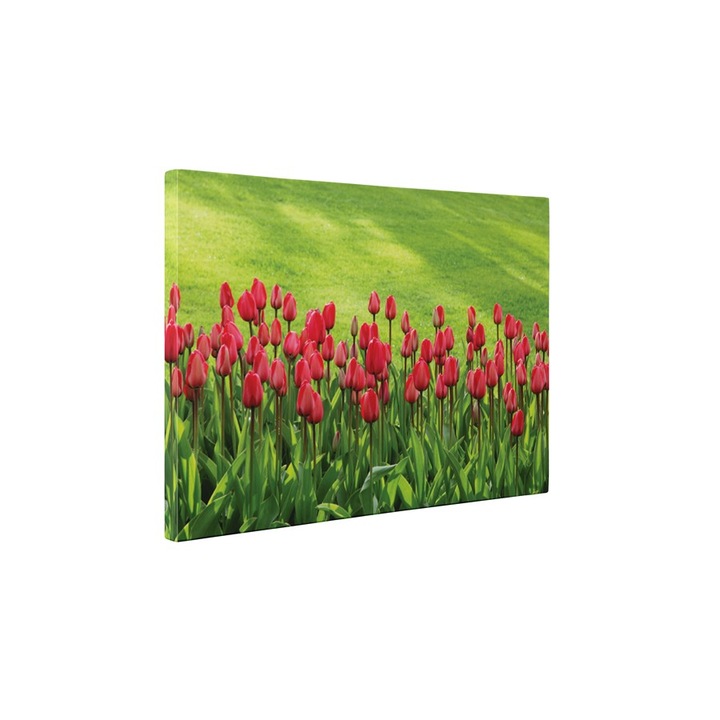 Lalele frumoase - Tablou Canvas - 45x60 cm