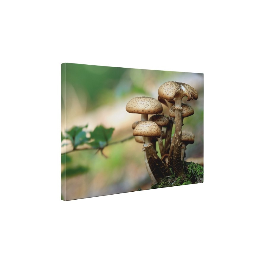 Familie de ciuperci - Tablou Canvas - 60x75 cm