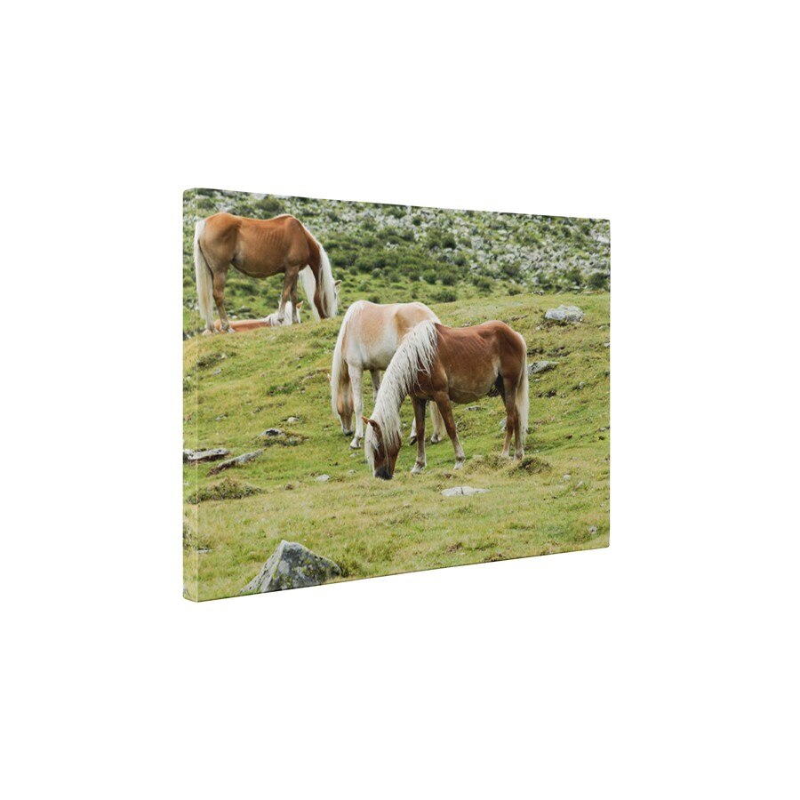 Trei cai frumosi - Tablou Canvas - 45x60 cm