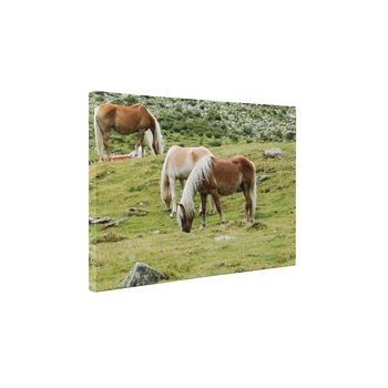 Trei cai frumosi - Tablou Canvas - 15x20 cm Trei cai frumosi - Tablou Canvas - 15x20 cm