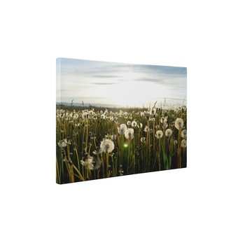 Camp de papadii - Tablou Canvas - 60x80 cm Camp de papadii - Tablou Canvas - 60x80 cm
