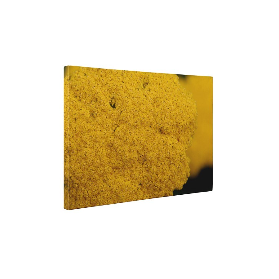 Floricele galbene - Tablou Canvas - 60x75 cm