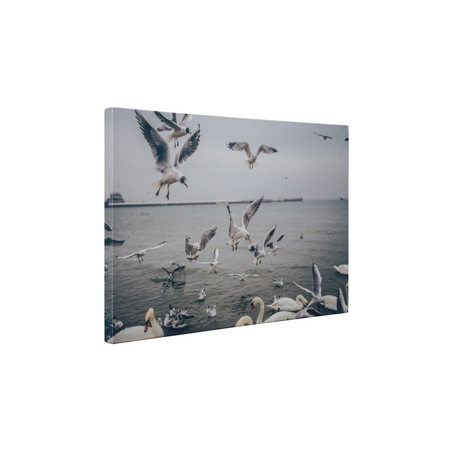 Pescarusi - Tablou Canvas - 60x75 cm