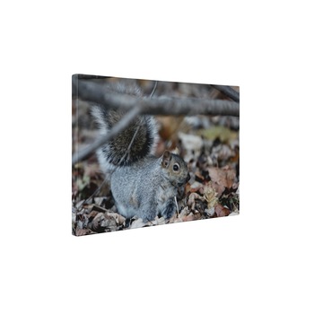 Veverita pufoasa - Tablou Canvas - 30x40 cm Veverita pufoasa - Tablou Canvas - 30x40 cm