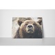 Ursul - Tablou Canvas - 25x35 cm
