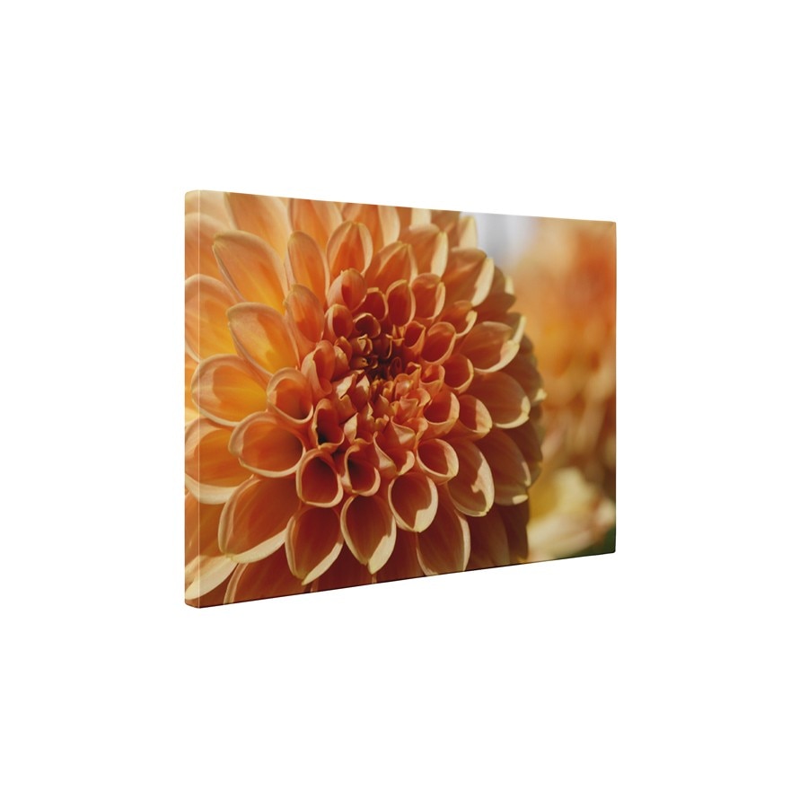 Dalie - Tablou Canvas - 60x75 cm