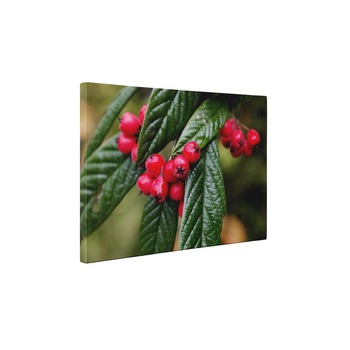 Boabe rosii - Tablou Canvas - 85x110 cm Boabe rosii - Tablou Canvas - 85x110 cm