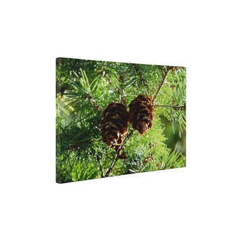 Doua conuri - Tablou Canvas - 25x35 cm Doua conuri - Tablou Canvas - 25x35 cm