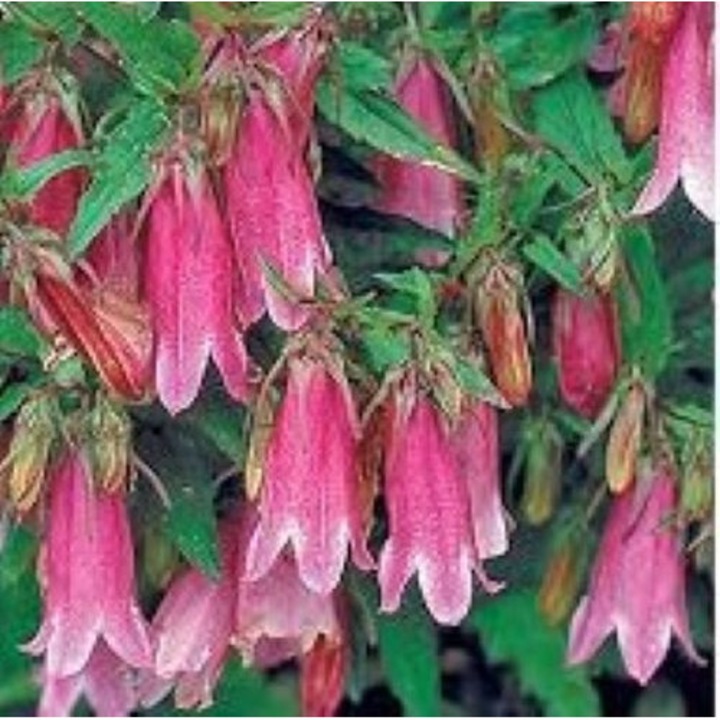 Campanula Cherry Bells, rădăcină nuda, roșu-cireș cu margini crem, 30-60cm x 30-45cm