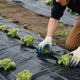Folie agrotextil, Bariera Anti-Buruieni, 1x15m, 100g/m², Material geotextil, Agrotextil, Kashemano, rezistent, negru