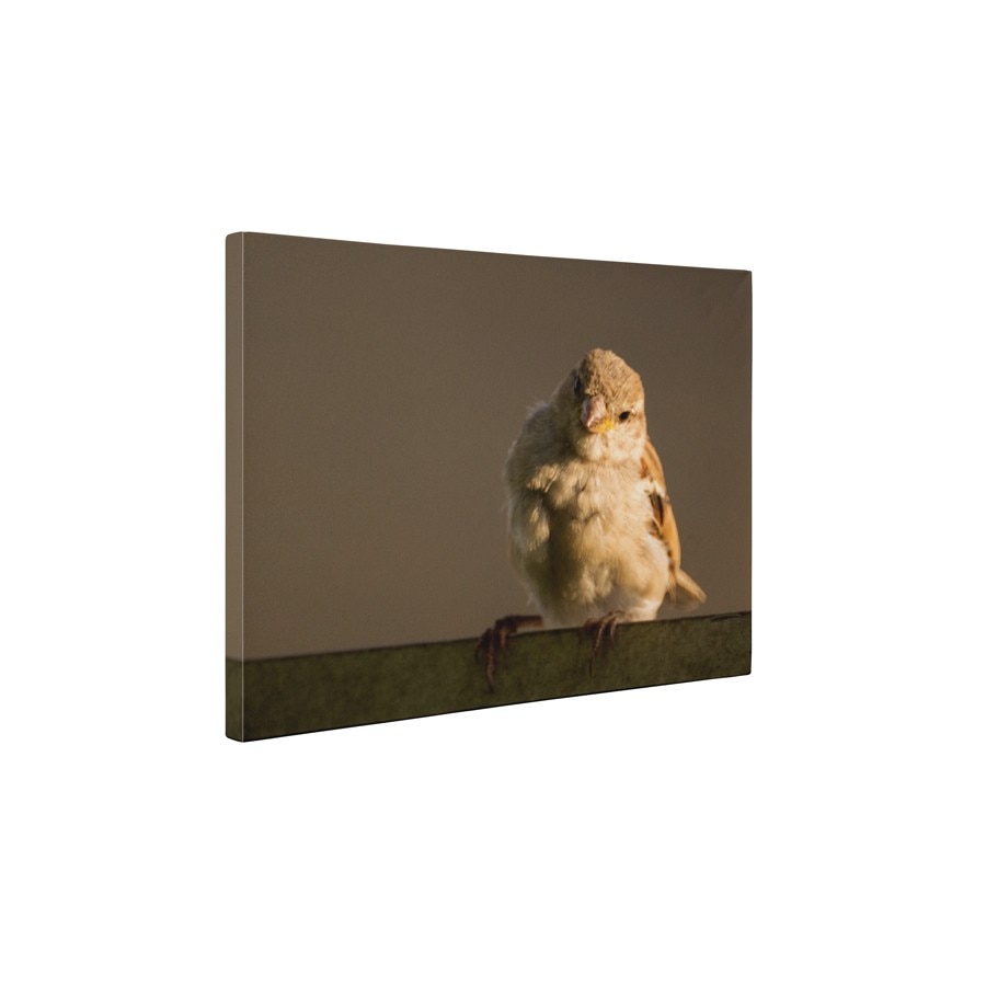 Pasarea - Tablou Canvas - 45x60 cm