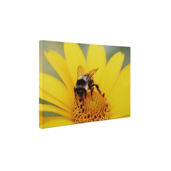 Albina la lucru - Tablou Canvas - 80x105 cm Albina la lucru - Tablou Canvas - 80x105 cm