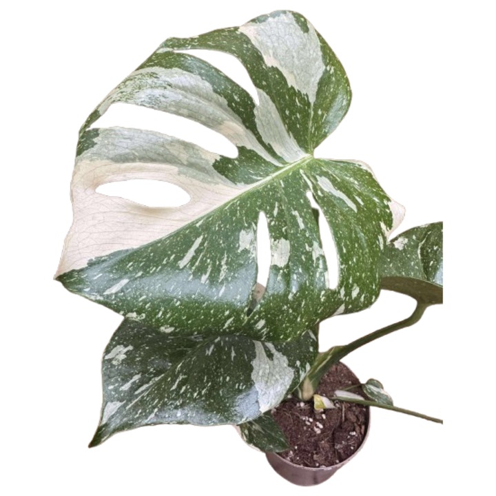 Monstera Thai Constellation, planta decorativă, diametru ghiveci 13cm, înălțime 35-40cm