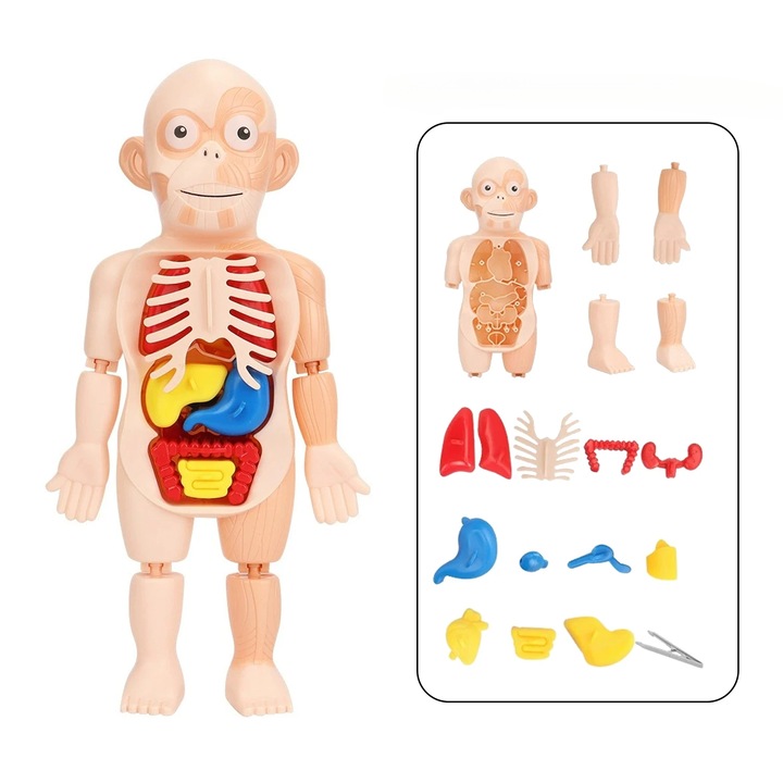 Model detasabil de organe umane, jucarii pentru educatie stiintifica timpurie medicala cu puzzle DIY pentru copii, jucarii cu model anatomic cu puzzle 3D