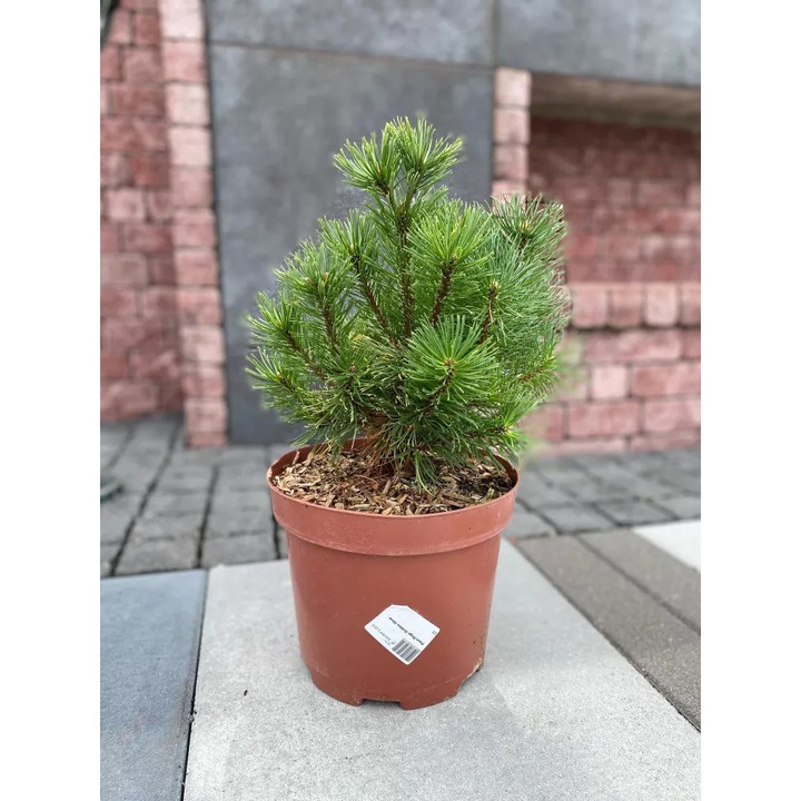 Pinus Mugo Golden Glow, compacta, verde-aurie, 0,6-1,0 m