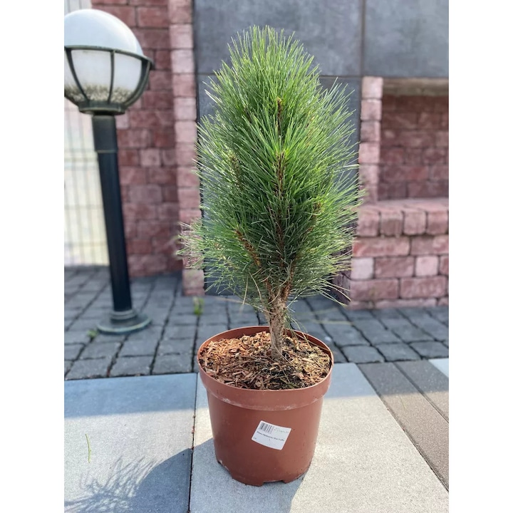 Planta in ghiveci, Pinus Heldreichii Mint Truffle decorativa, 0,5-0,8m, verde menta
