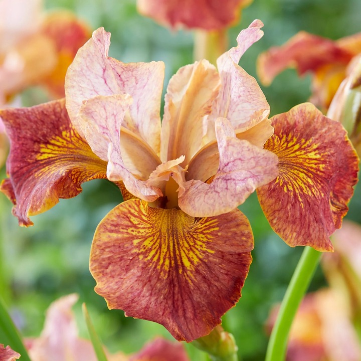 Iris Siberian Peacock Butterfly Paprikash, 1 rizom, înălțime 70cm