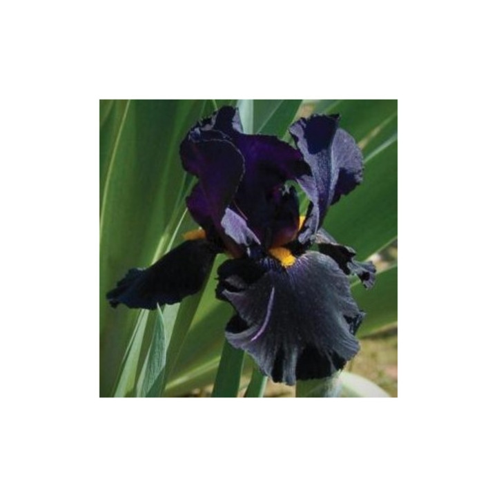 Stanjenel - Iris Germanica Black Knight - 1 rizom