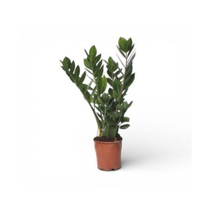 Zamioculcas, Planta, 55 cm, verde