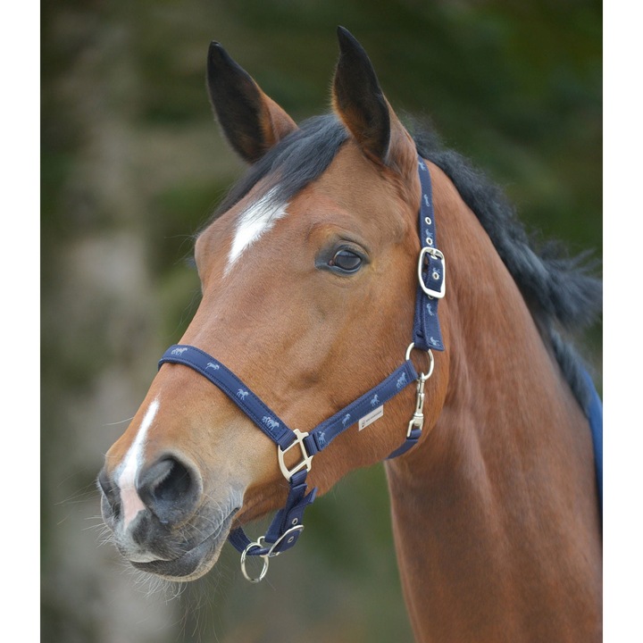 Kantar Waldhausen, motivatie caluti, navy, COB