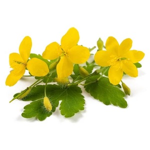 Suplimente nutritive pentru animale