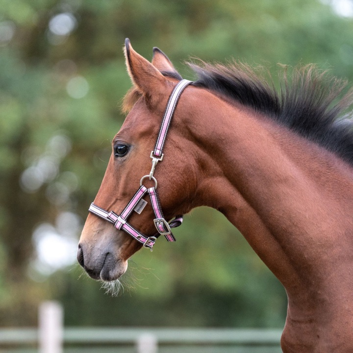 Capastru pentru cai Kavalkade, FOAL I, roz, maroniu